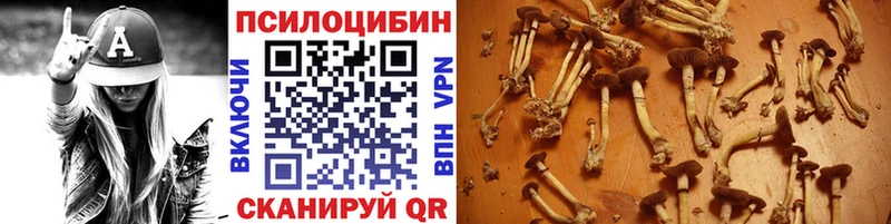 Галлюциногенные грибы Psilocybe  купить наркотики цена  Аткарск 